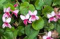 بنفشه معطر، wood violet, sweet violet، garden violet